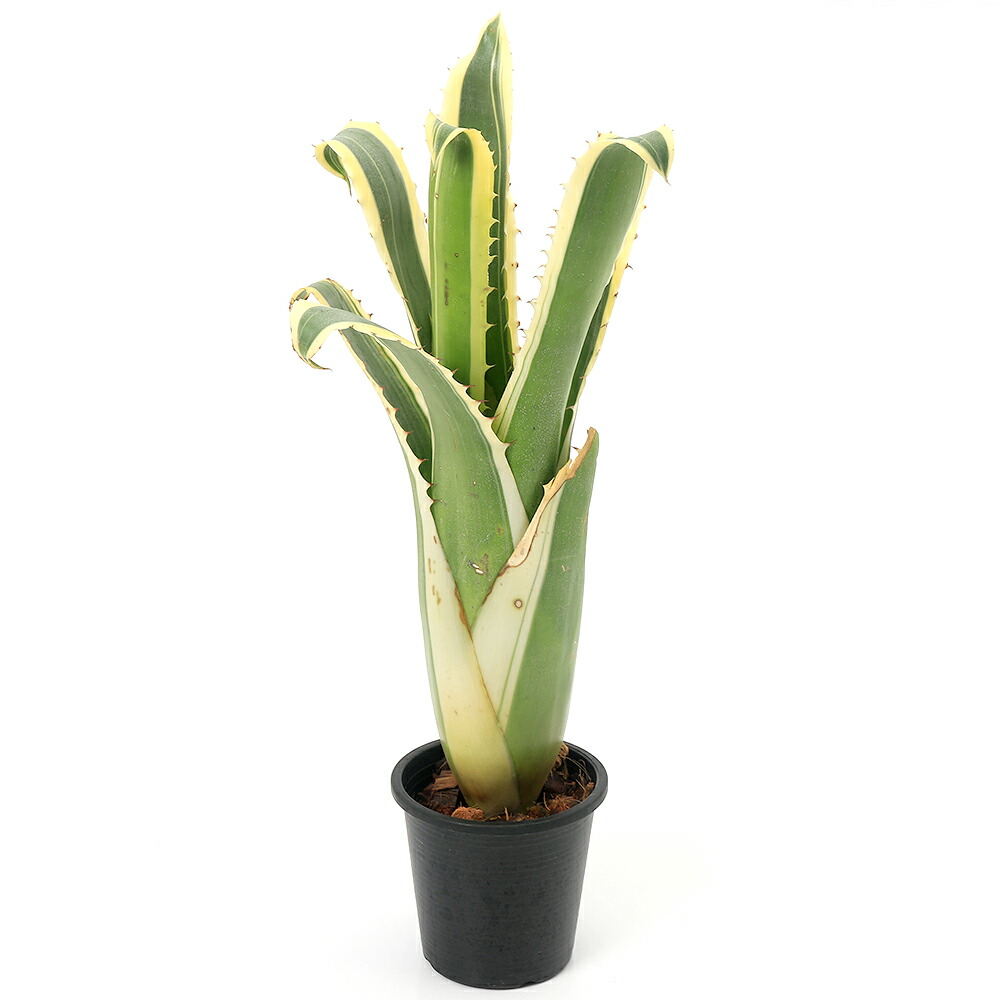 楽天市場】（観葉植物）一点物 ホヘンベルギア カーラ 3．5号（1株