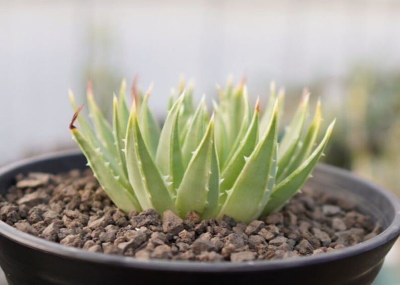 アロエ ポリフィラ No.1 | mana's farm:塊根植物・アガベ・ドライ