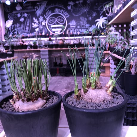 カリバナスフーケリー | STORES