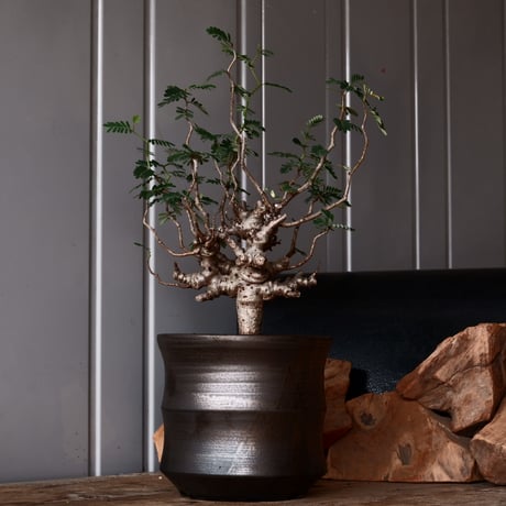 CATEGORY センナ メリディオナリス - Senna - | Botanical Holic