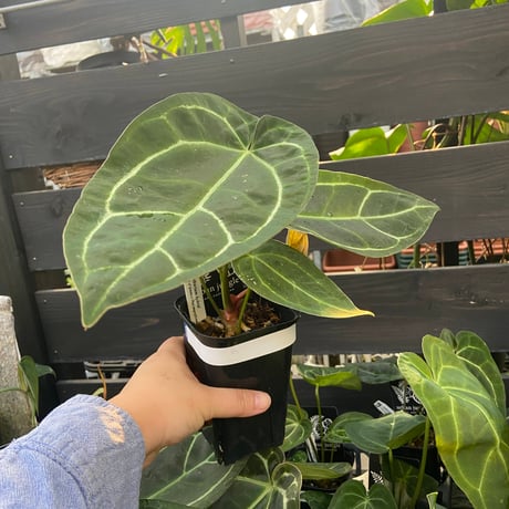 CATEGORY アンスリューム | Urban Jungle