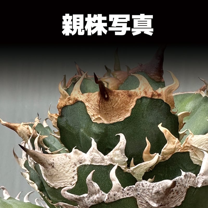 アガベ チタノタ 金剛 キングコング / KK-02 | アガベ専門店