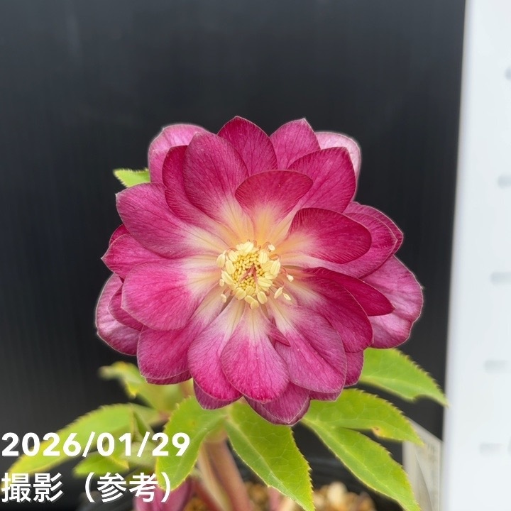 お買い得一点物咲き進み株】加藤農園 クリスマスローズ グロッシー