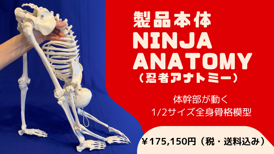 動きのプロ向け骨格模型 | Ninja Anatomy Japan