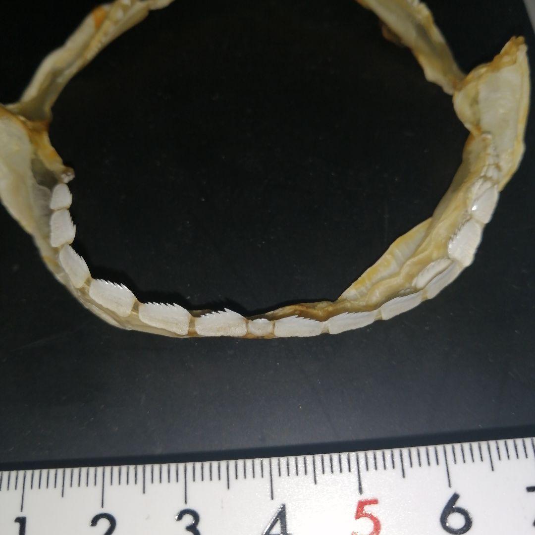 カグラザメ　歯　顎　標本　A3