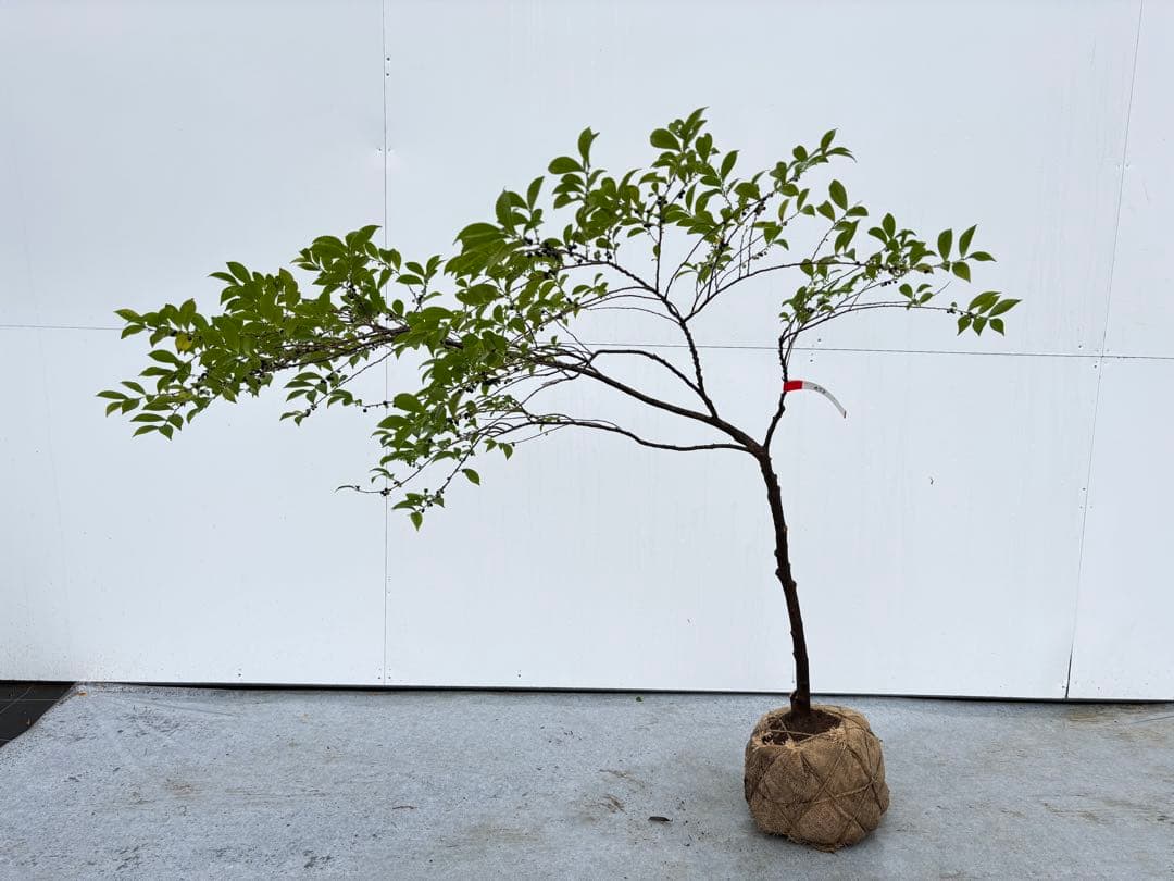 自然な樹形が美しい 山採りの ヒサカキ 678 樹高1.1m位 ヒメサカキ 姫榊 ヒサカキ（姫榊） - 庭木図鑑 植木ペディア