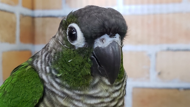 控えめな性格(*'-'*)ウロコインコのノーマルグリーン