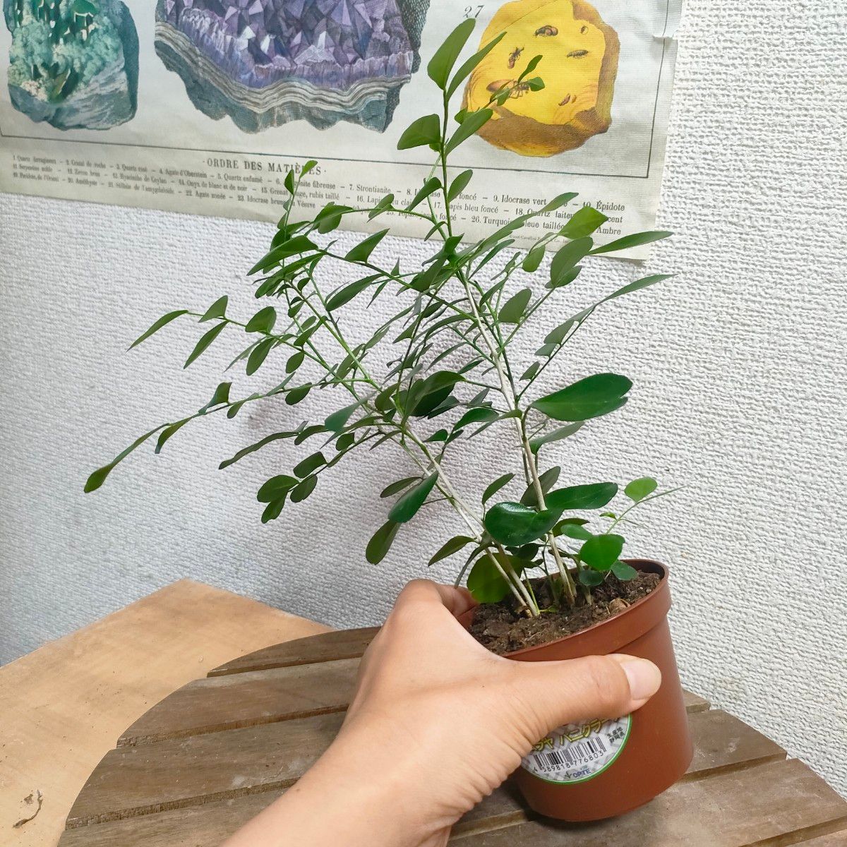 シルクジャスミン ムラヤ パニクラータ ゲッキツ 観葉植物｜Yahoo