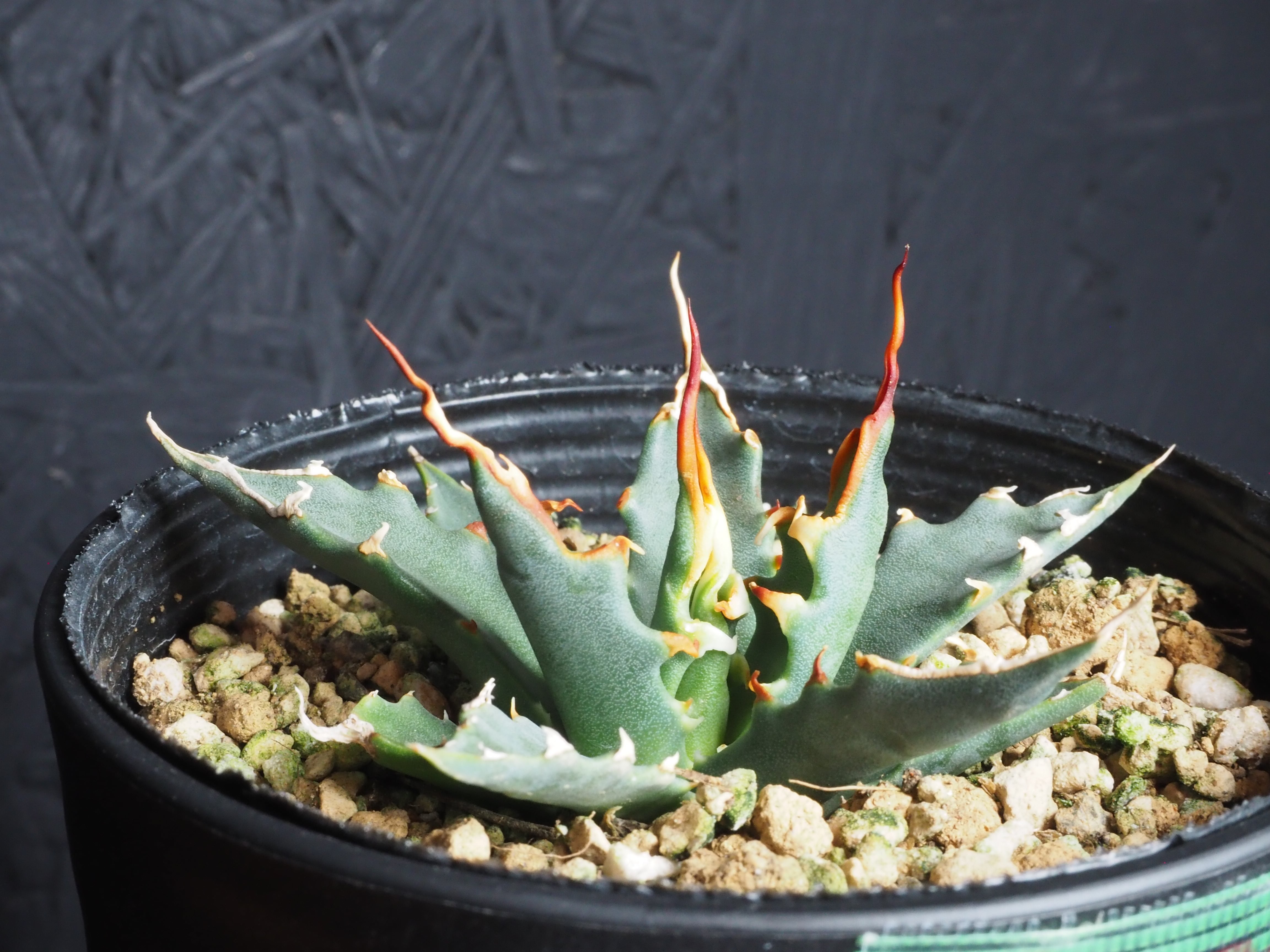 選んで購入」エボリスピナ『陽炎』～極上国内実生株選抜／Ys-30