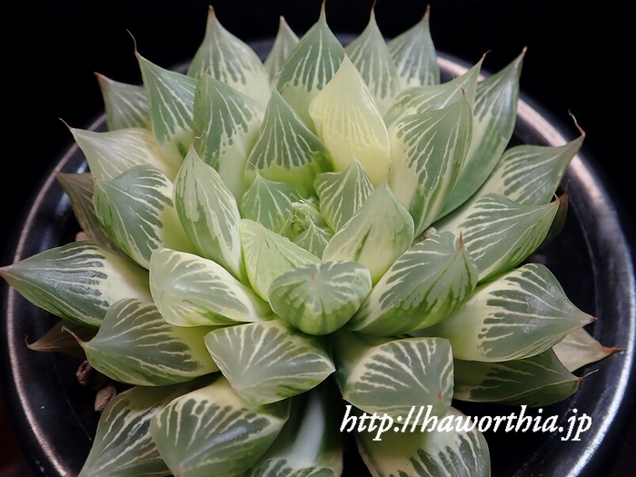 新年のご挨拶（激遅）と白蛇・青蛇 | 【空中庭園+HAWORTHIA.JP+】weblog