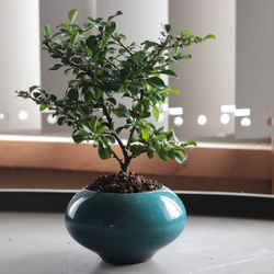 カロライナジャスミン☆植木鉢☆観葉植物☆ガーデニング☆お花 アート