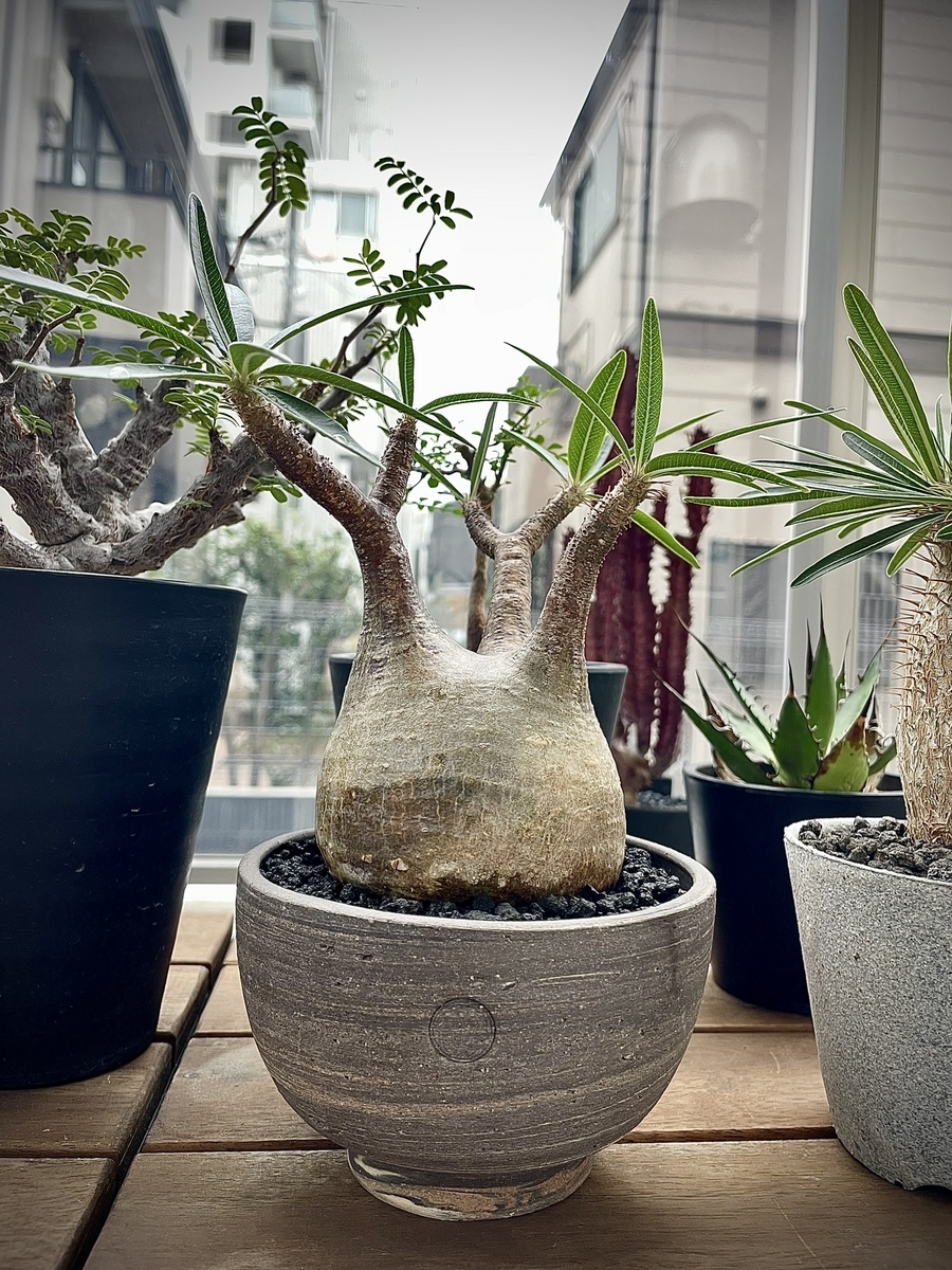 ベアルートのグラキリスを陶器鉢へ植え替えました！ - 駆け抜けて墓場まで