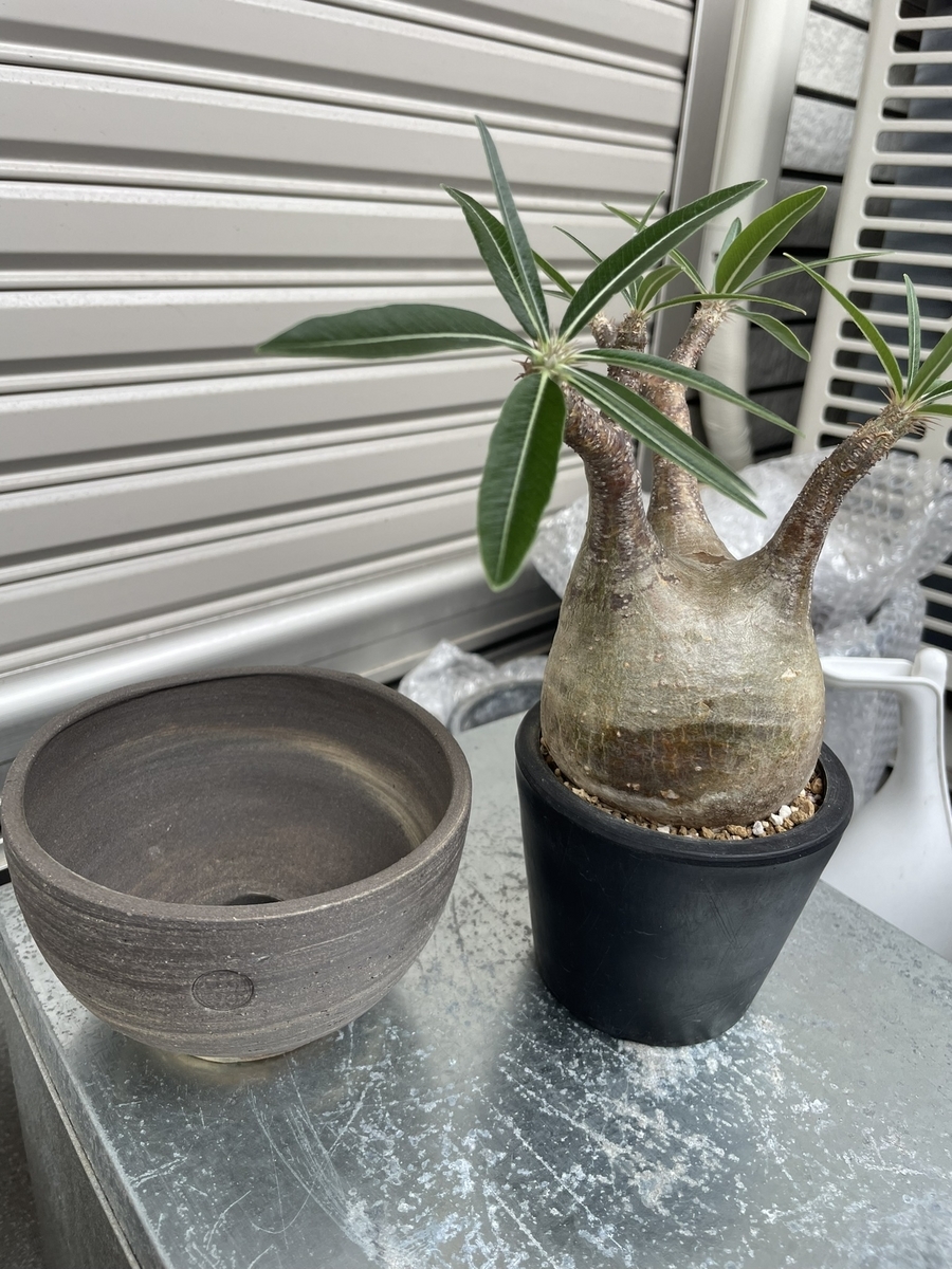 ベアルートのグラキリスを陶器鉢へ植え替えました！ - 駆け抜けて墓場まで